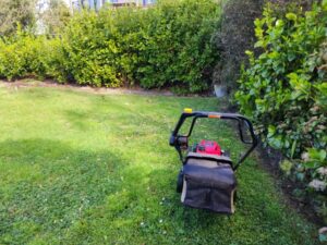 Hedge and garden tidy-up in Gisborne